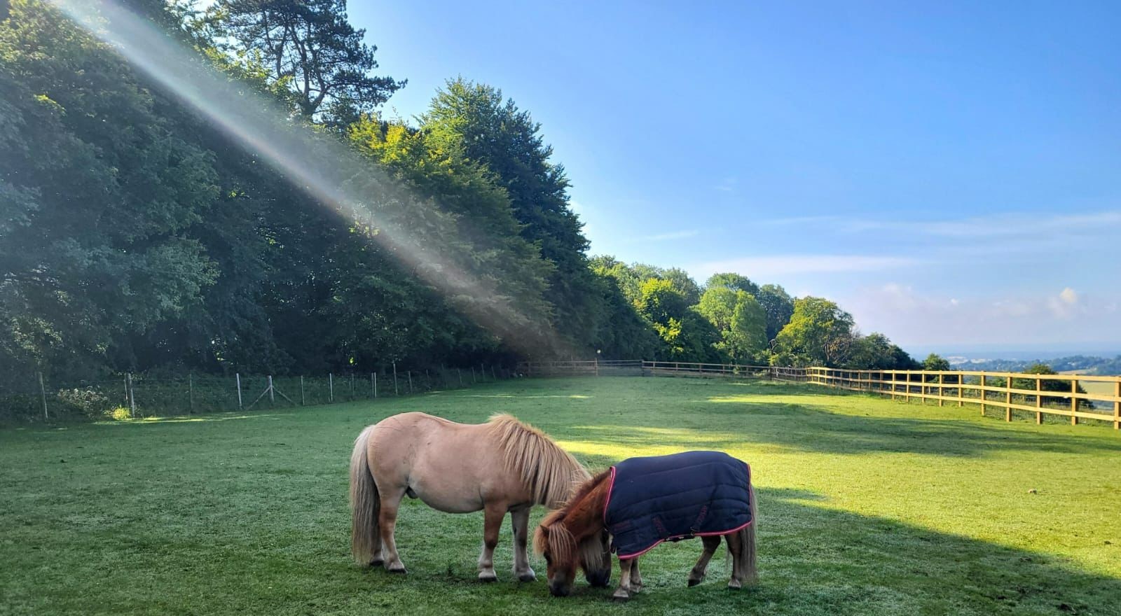 Animal Assisted Interactions in Nature block mentored by Kingswood Shetlands & Friends AAT CIC