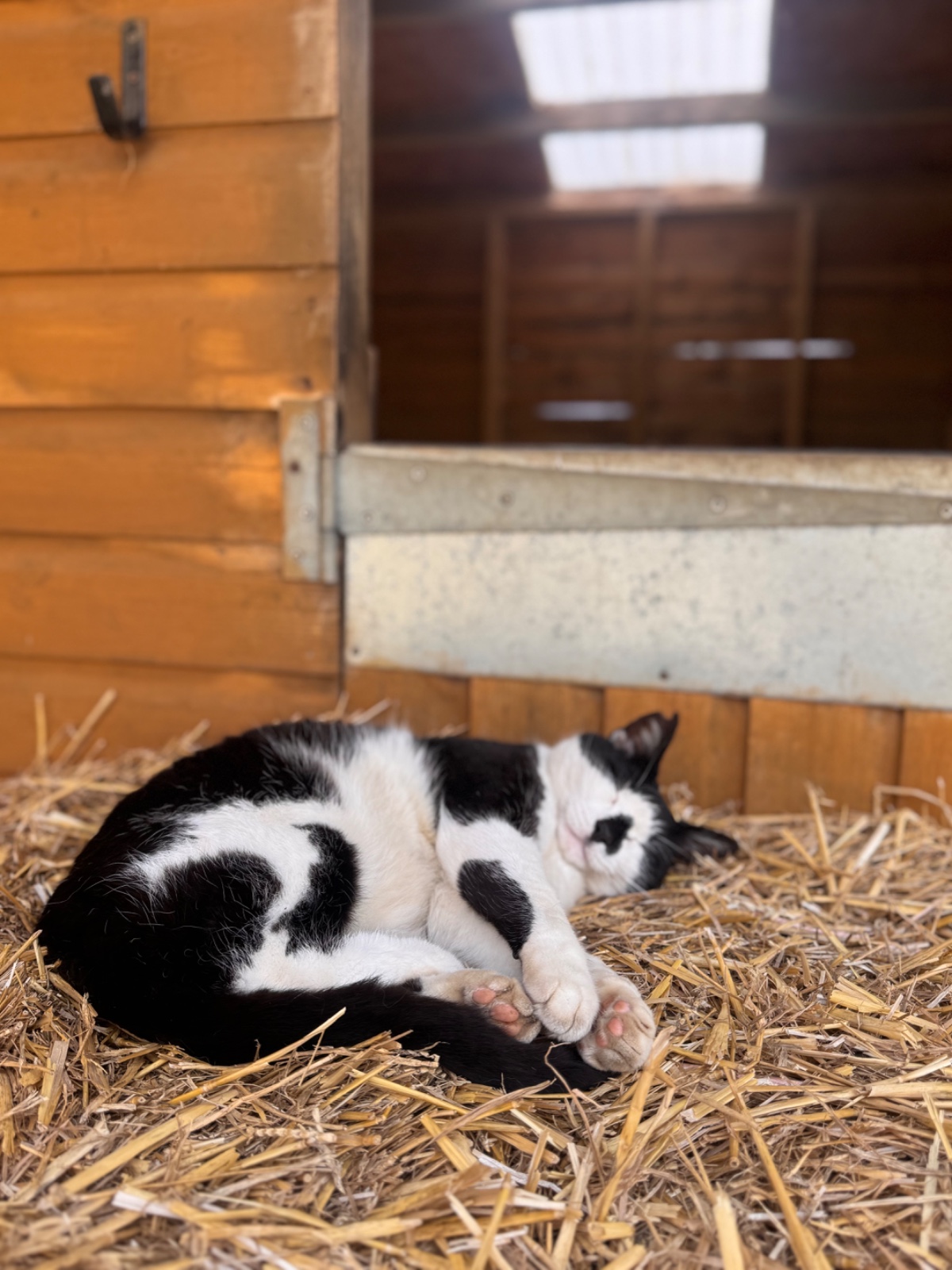 SEND Animal Adventures @ North Ferriby - image 9