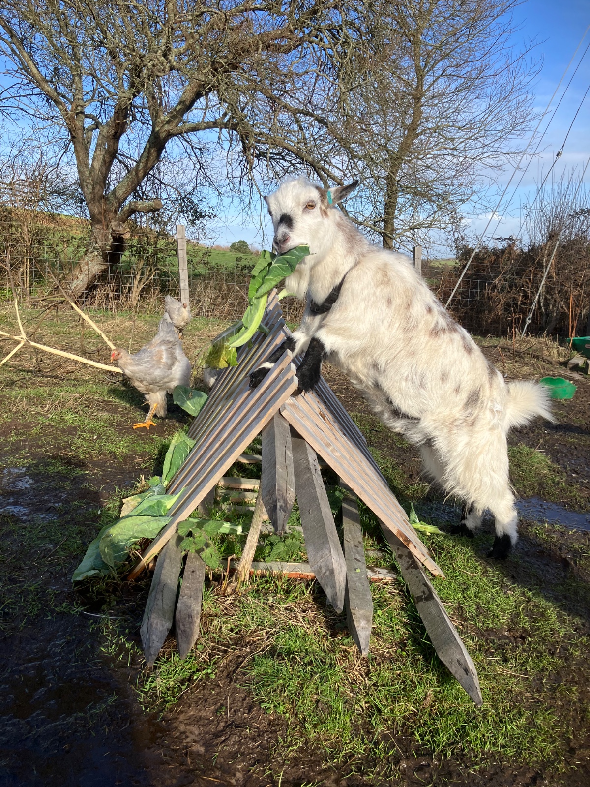 'Go Wild' Children's Session @ Moorhills Farm - image 3