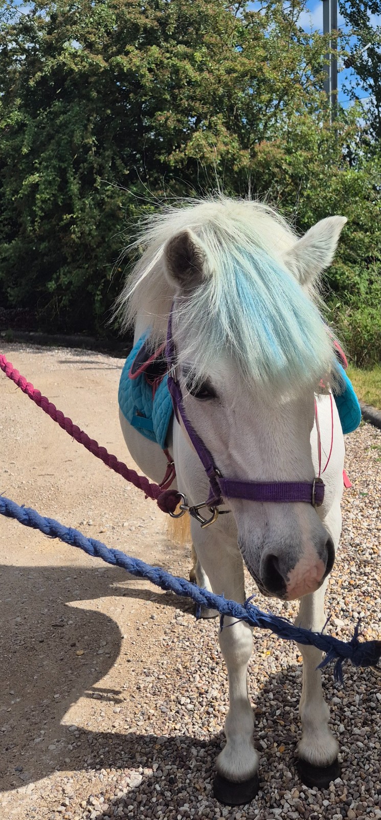 Picnic with the Ponies - image 12