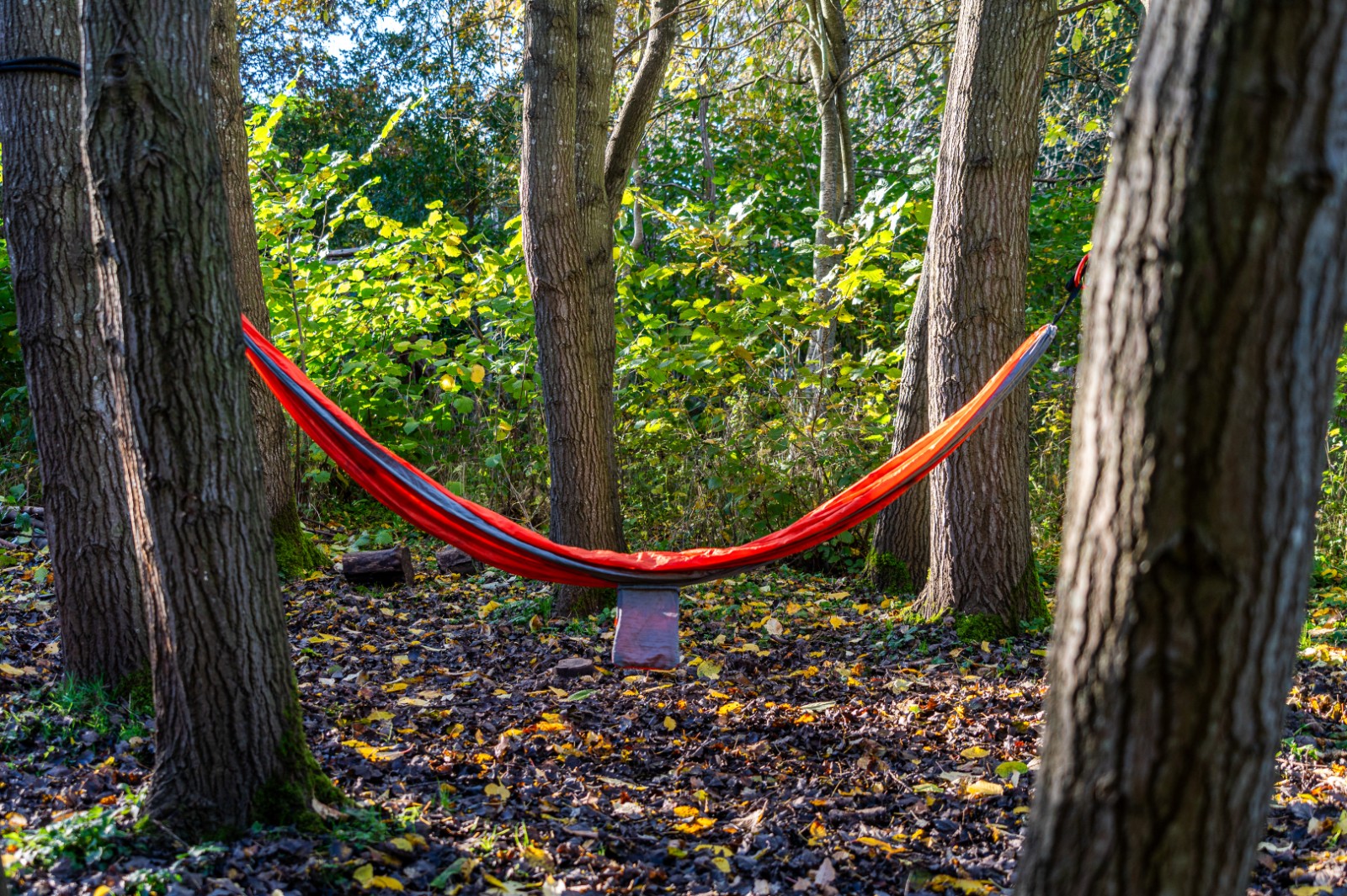 Spring Wildfamilies at Hem Heath Woods - image 7