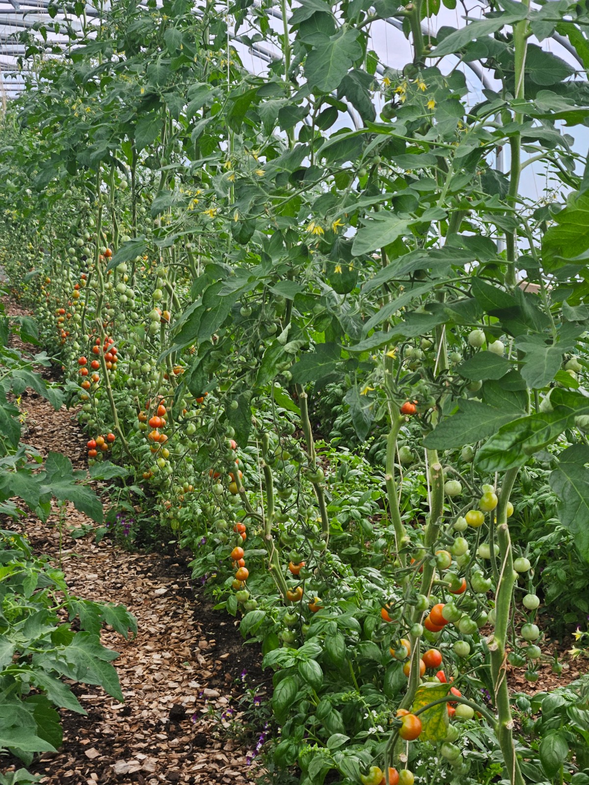 Worthy Earth Gardening Camp - image 4