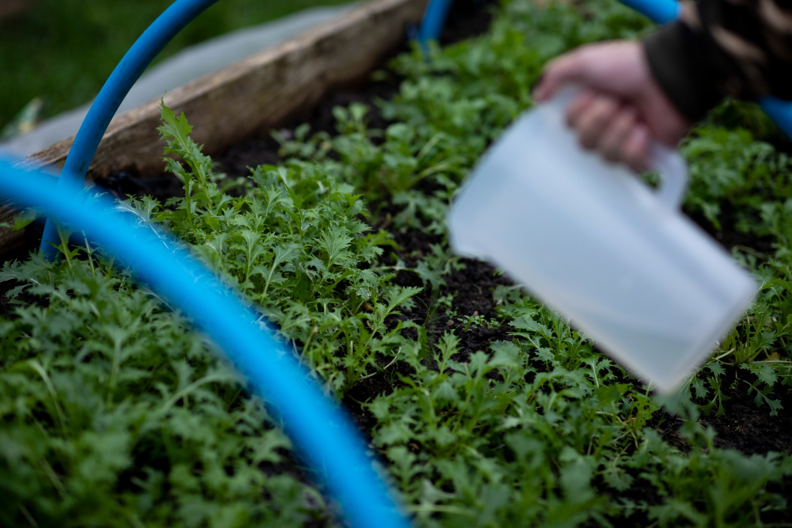 Marcus Lipton - image 2