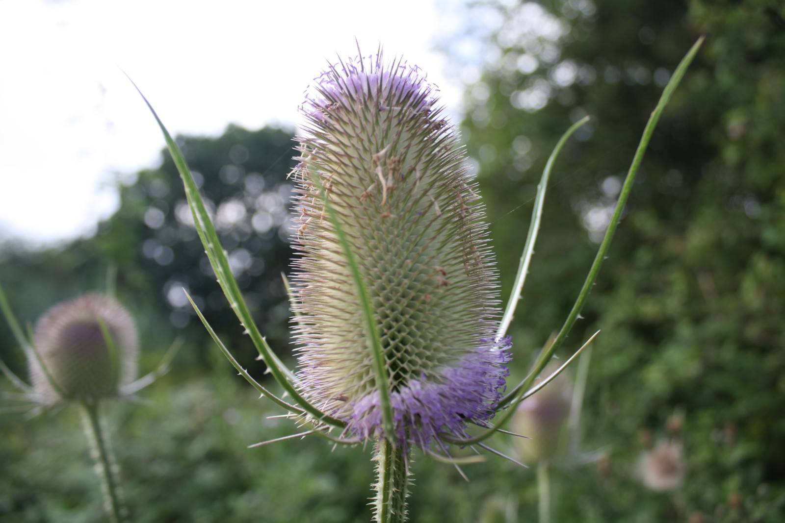 OBB Forest School Leaders CPD Day at Hill End - image 5