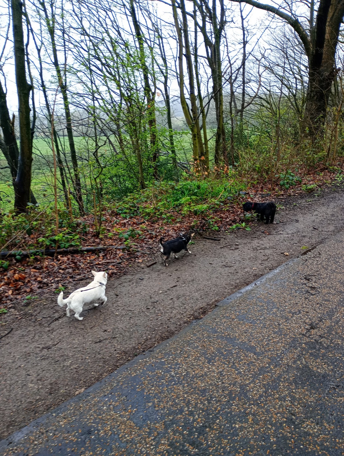 Walk Together - image 3