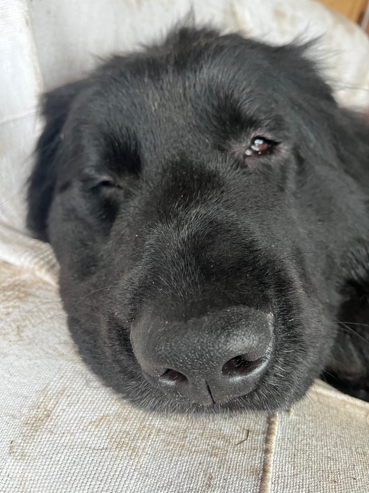 Simpli Life - Easter on the Farm - image 2