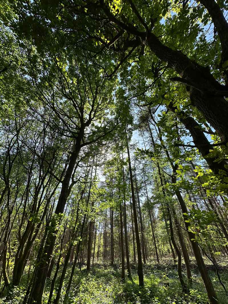 3Day Immersion in Nature with Rebecca Wildbear - image 2