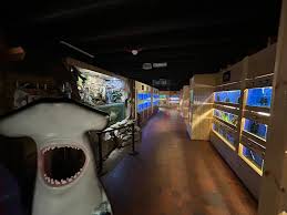 Doves Care Hollybush Garden Centre - image 2