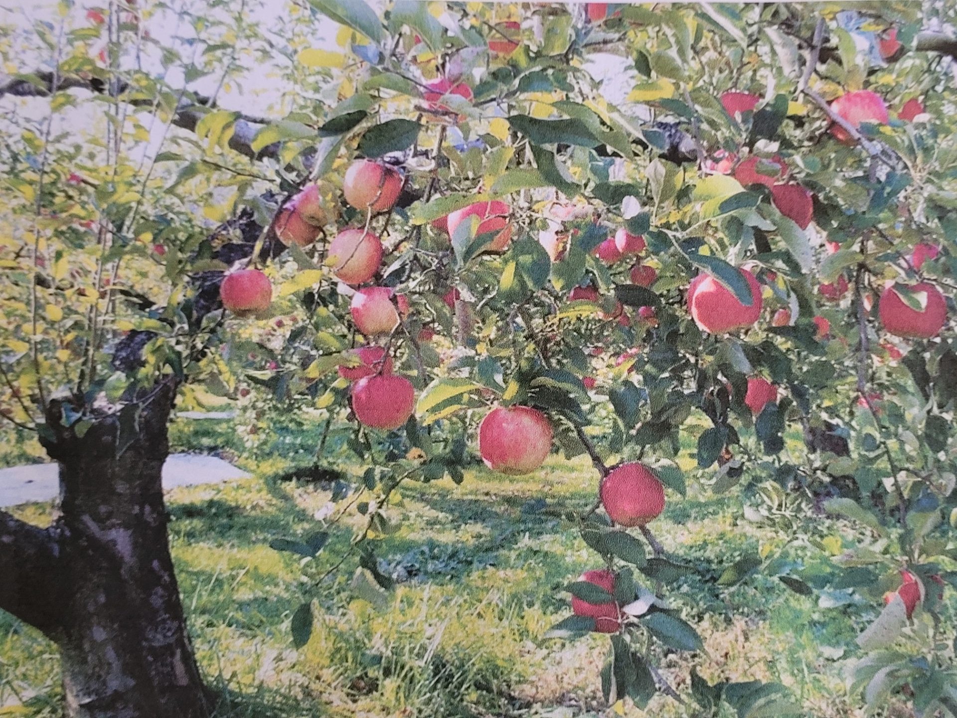 Wassailing at Dapdune Wharf, Guildford block mentored by Forest school and early years consultant