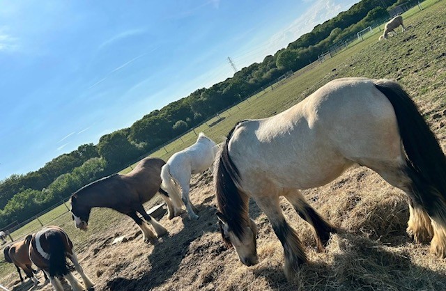 Wight Horse CIC HAF Equine Activities - image 7
