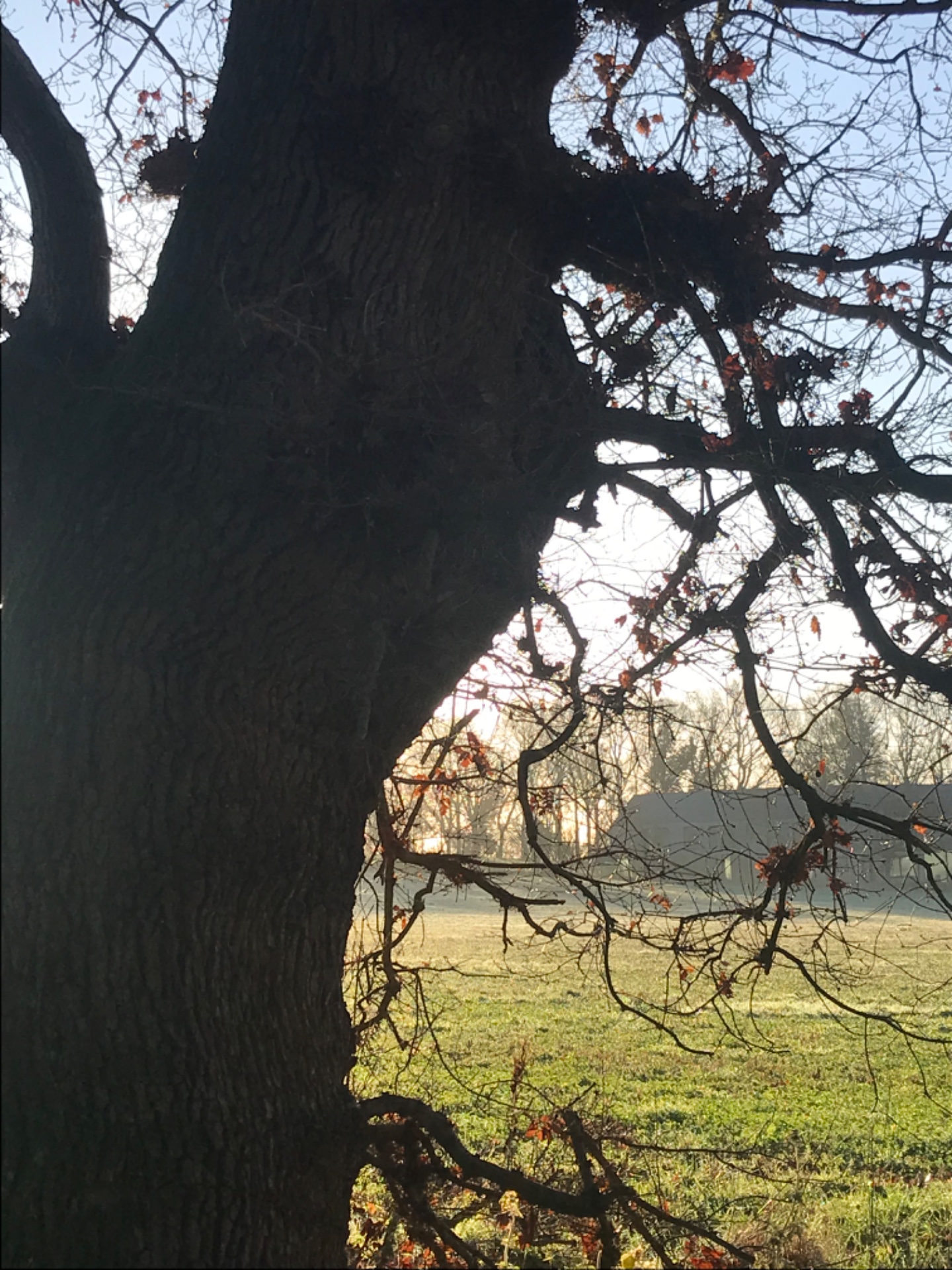 December Forest Bathing Retreat - image 4