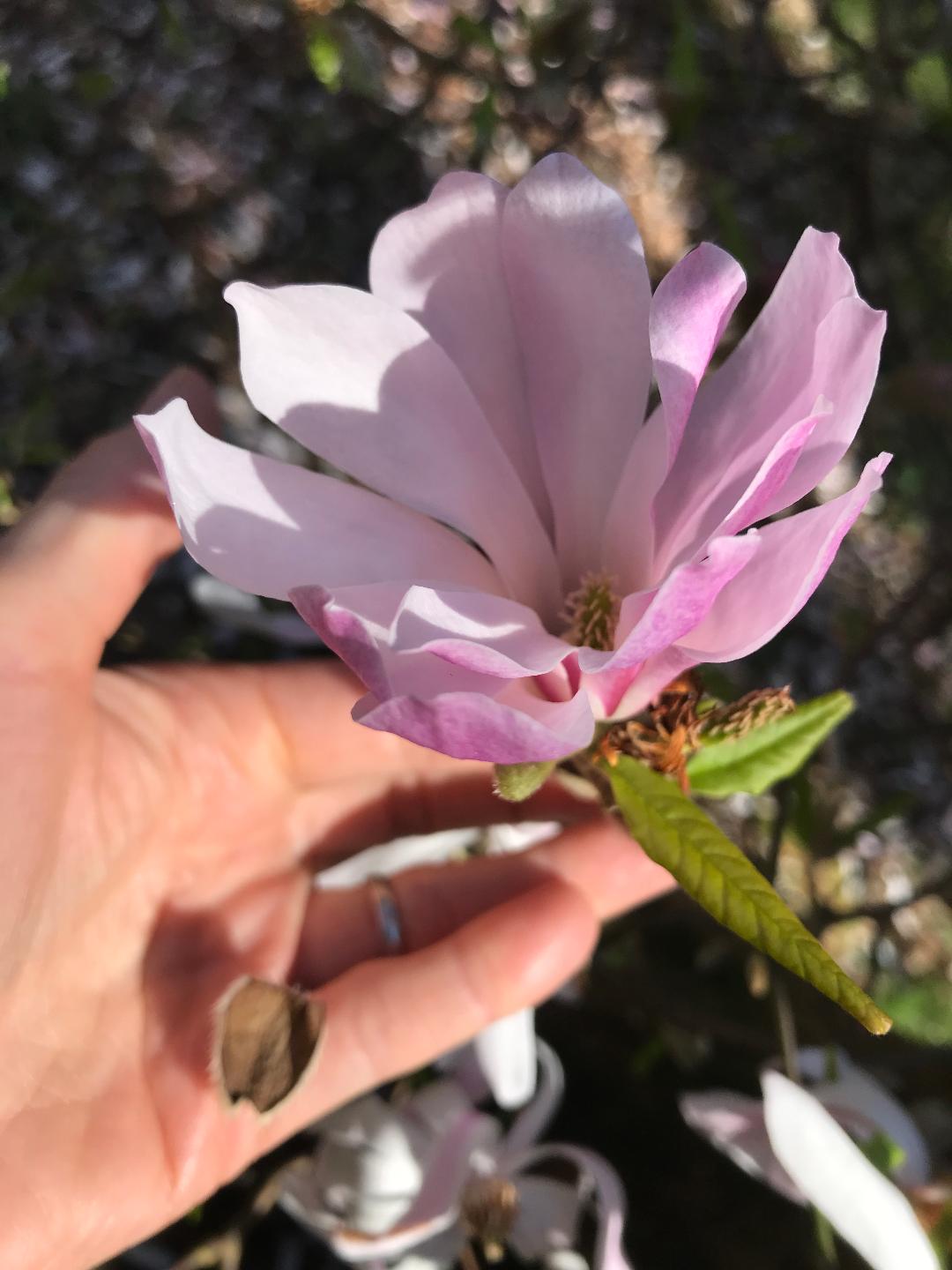 Thornham Walks Forest Bathing - image 27