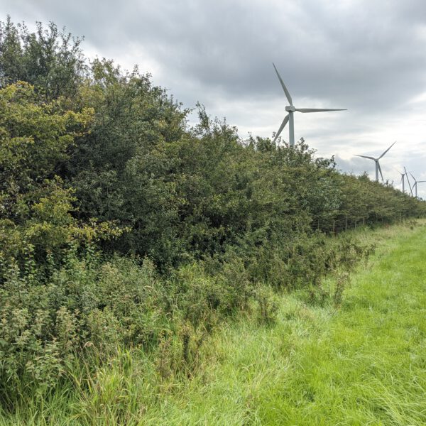 Watchtree Woodland Sessions - image 2