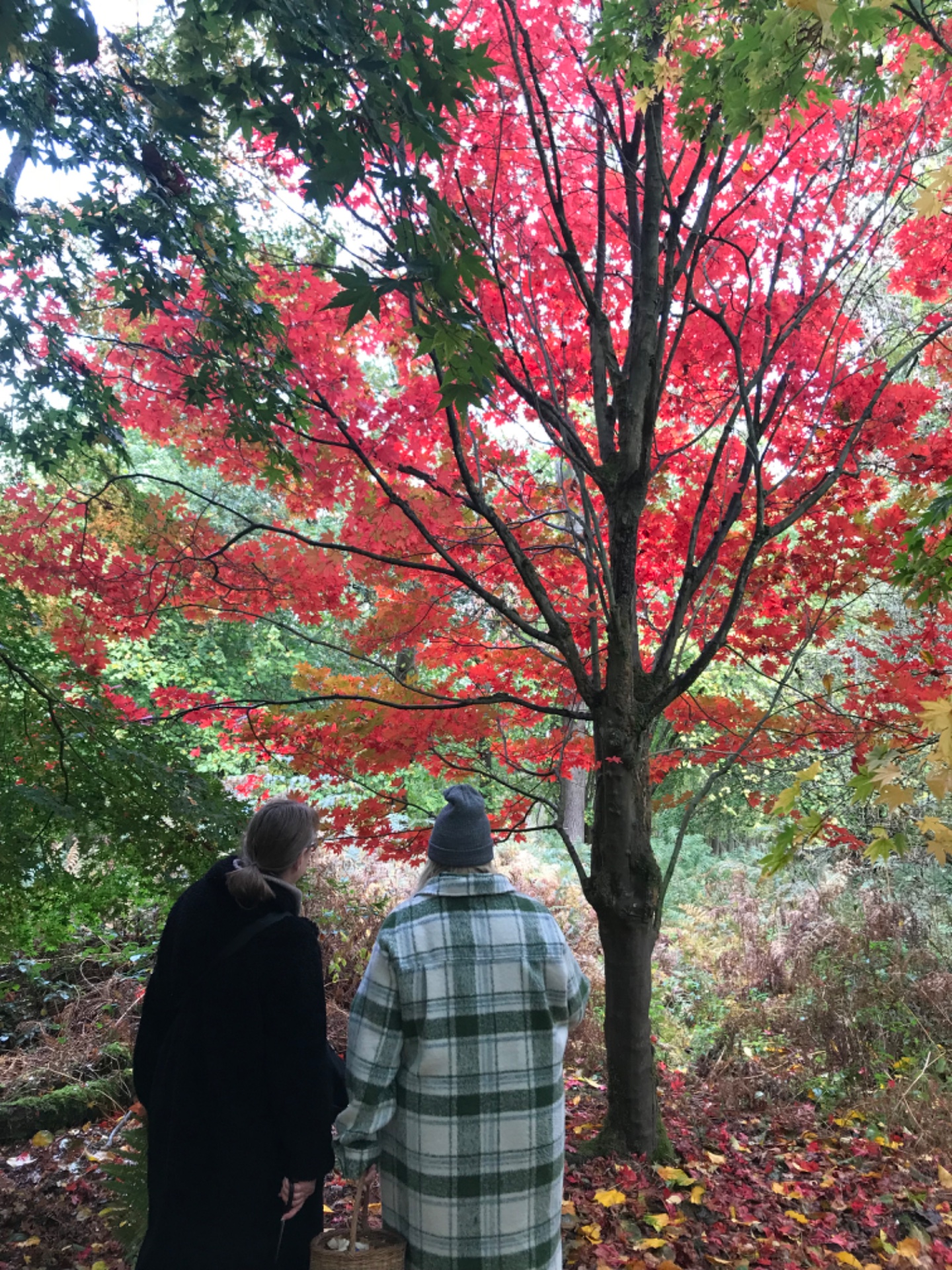 Thornham Walks Forest Bathing - image 8