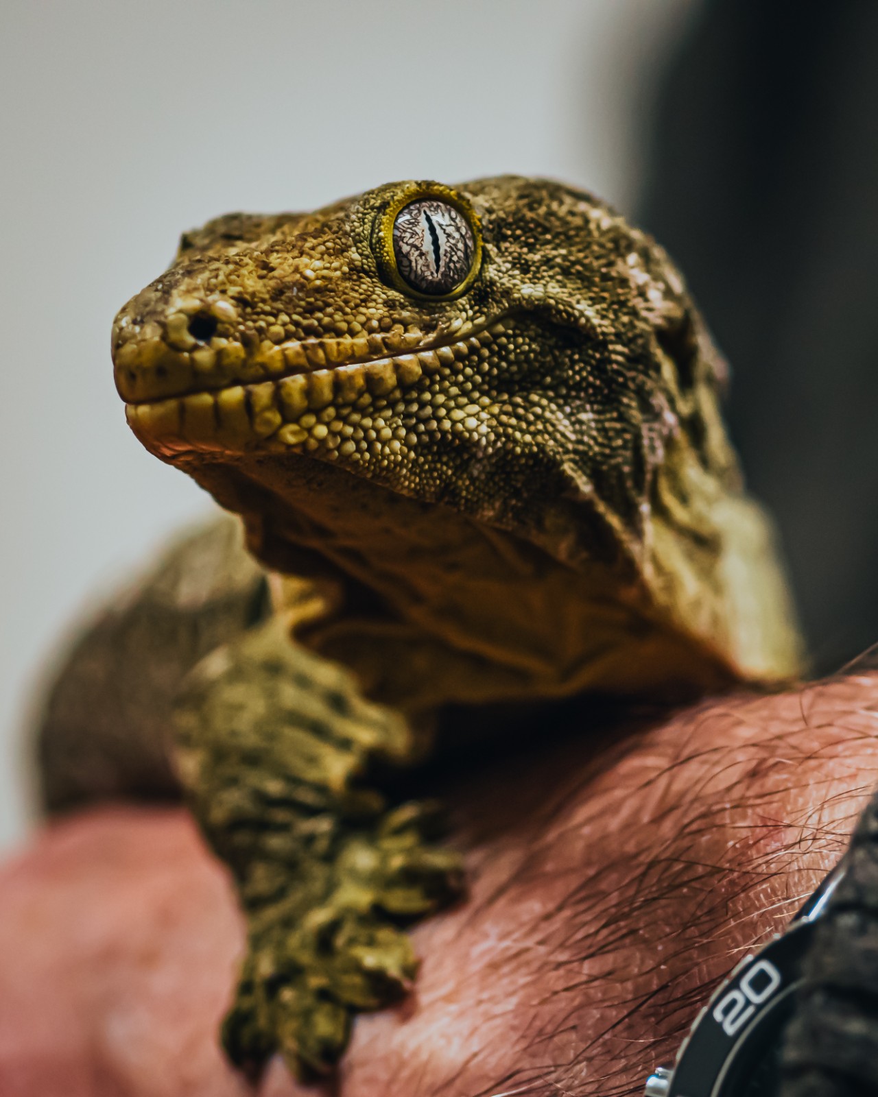 Reptile Ranger Holiday Activities & Food Club - image 10