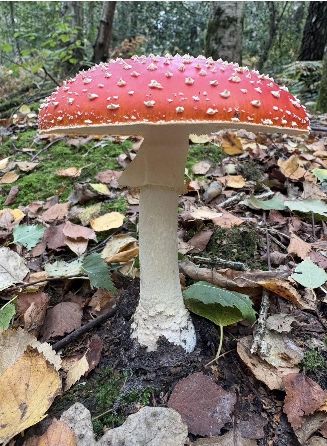 Fungi, Fire and Family Fun! - image 21
