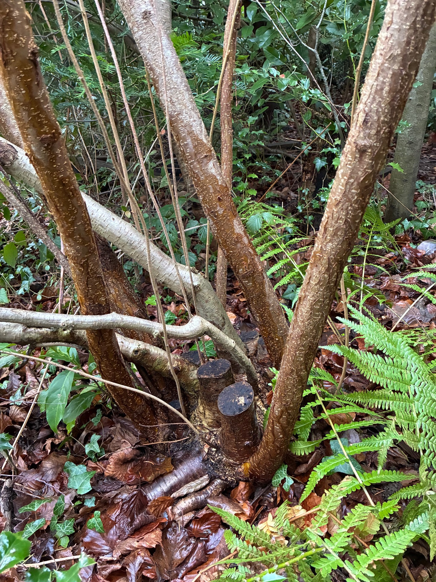 Coppicing Day - image 2