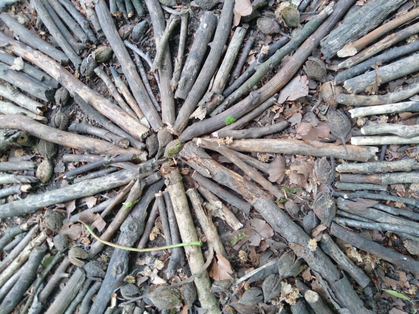 Forest School Skills Share block mentored by Greenwood Growth CIC