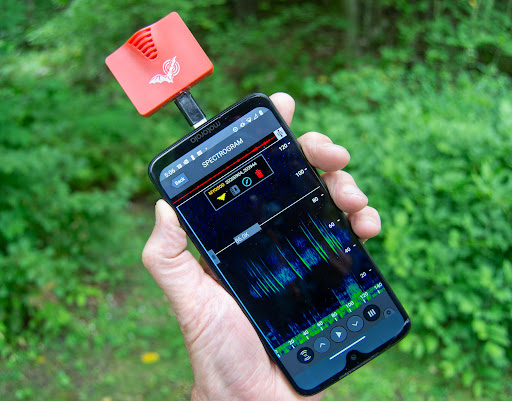Bat Walk in Stanmer Park block mentored by Naturebytes