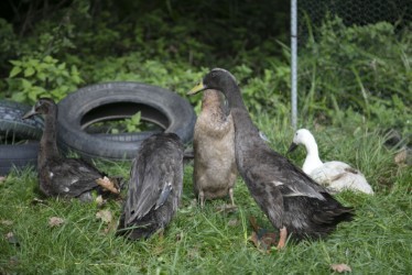 Growing Places at Little Acorns - image 5