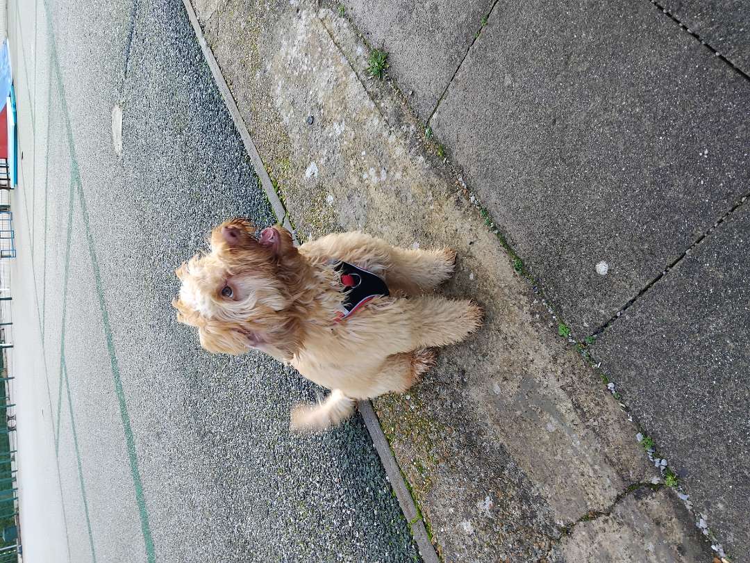 Doggy Drop-in - image 2