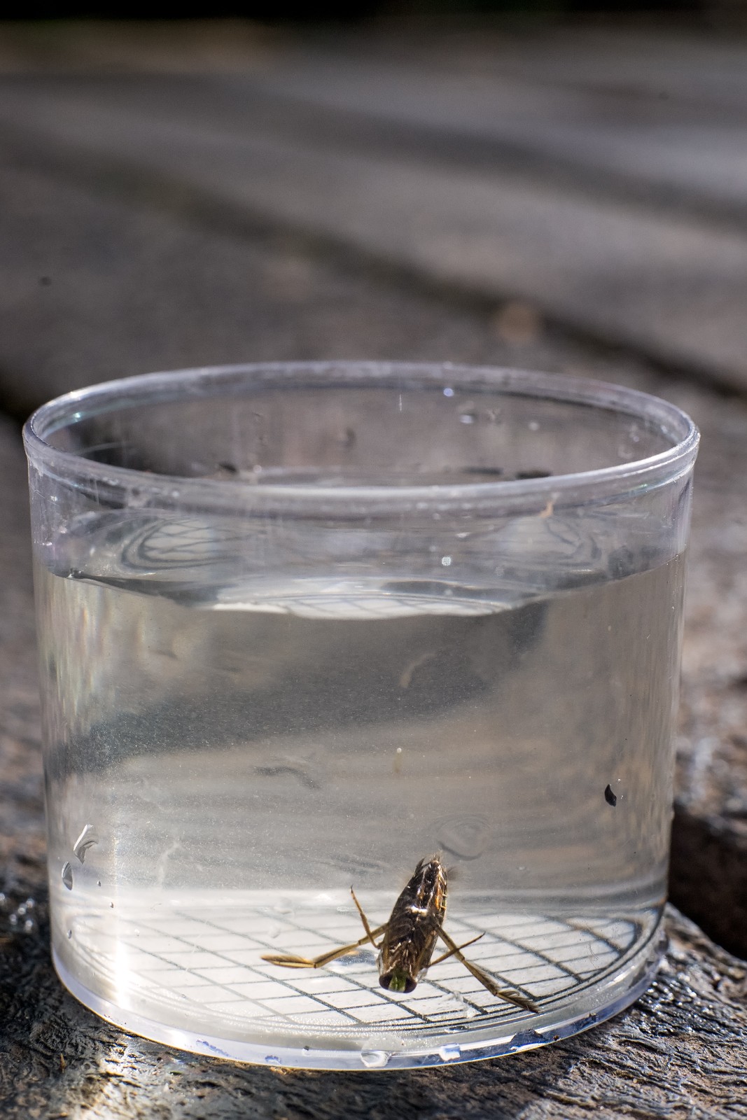 Staffs Wildlife- Wildlife Watch Pond Special - image 3