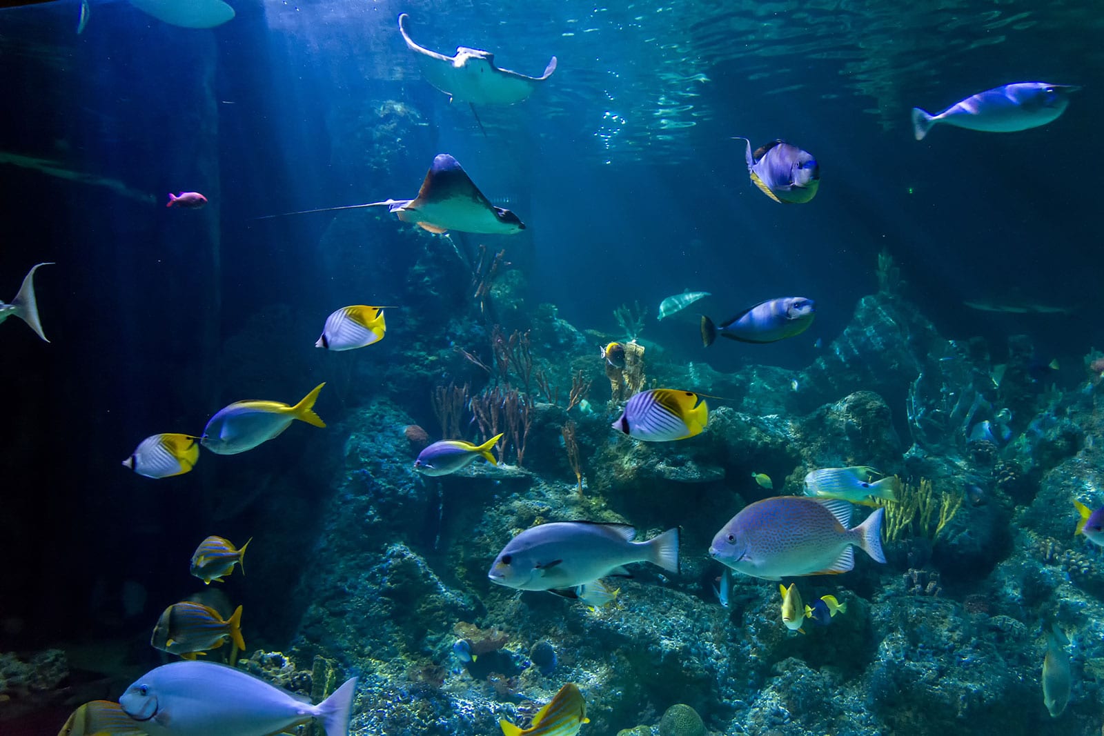 SEND Skegness Aquarium ( Trip) block mentored by Little Miracles Boston and Skegness branch