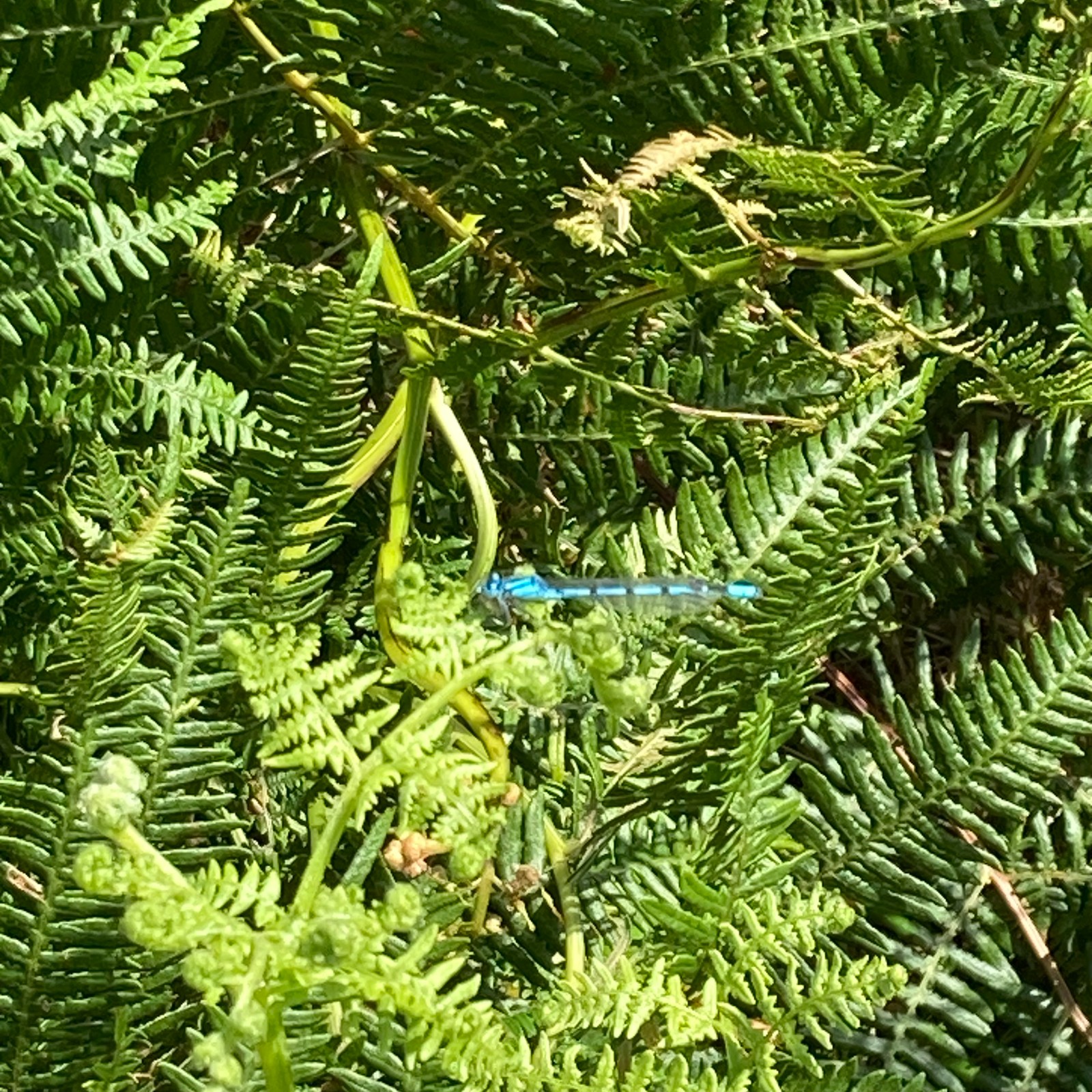 Mindful Nordic Walking and Forest Bathing - image 6