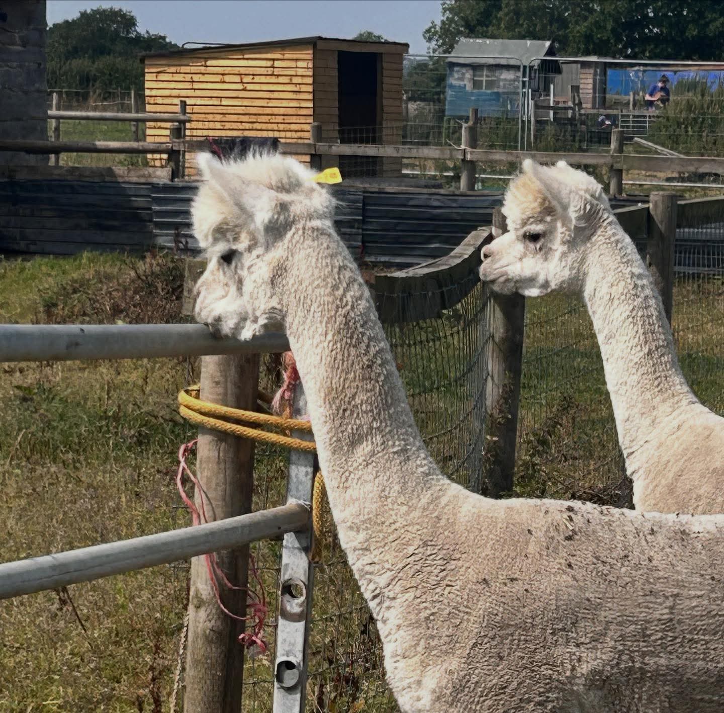 Diamond Families -  HAF Easter club - image 5