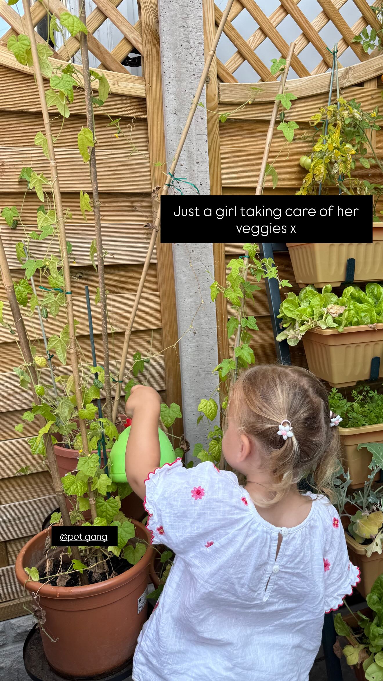 VEG + HERB GROWING KIT - image 7