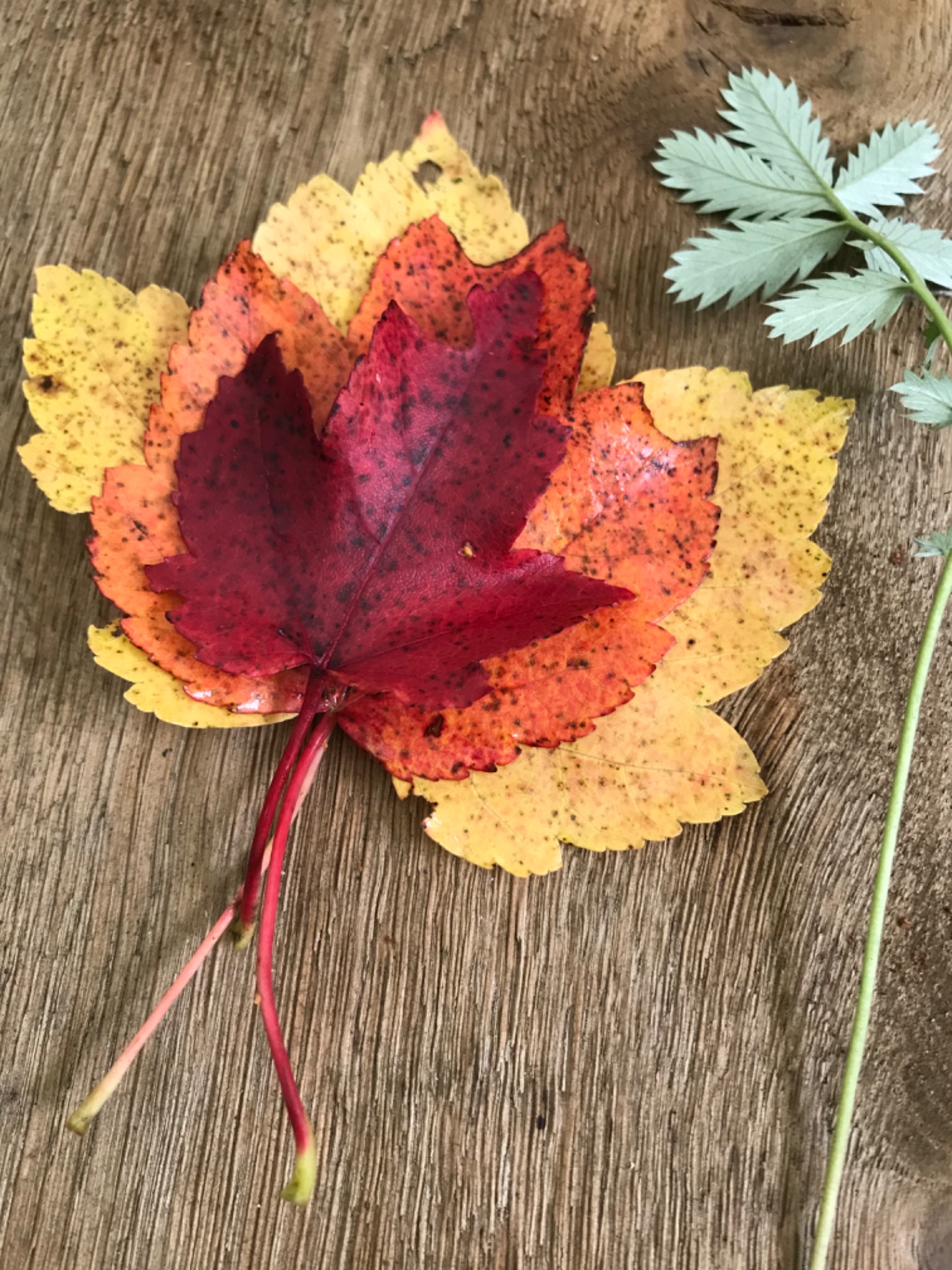 Thornham Walks Forest Bathing - image 4