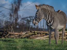 Kindi Famili visit to Chester Zoo - image 4