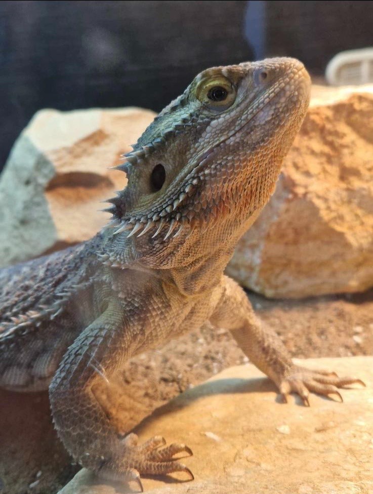 Animal Encounter, Crafts, Nature Camp - image 7