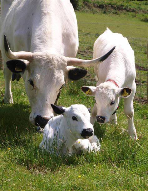 Day to Rare Breeds in Tenterden block mentored by Lisa Henderson
