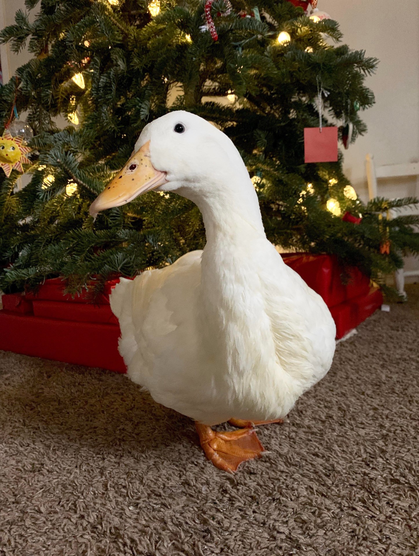 Loseley Fields Furry Friends Stay and Play - image 4