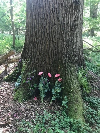 Thornham Walks Forest Bathing - image 22