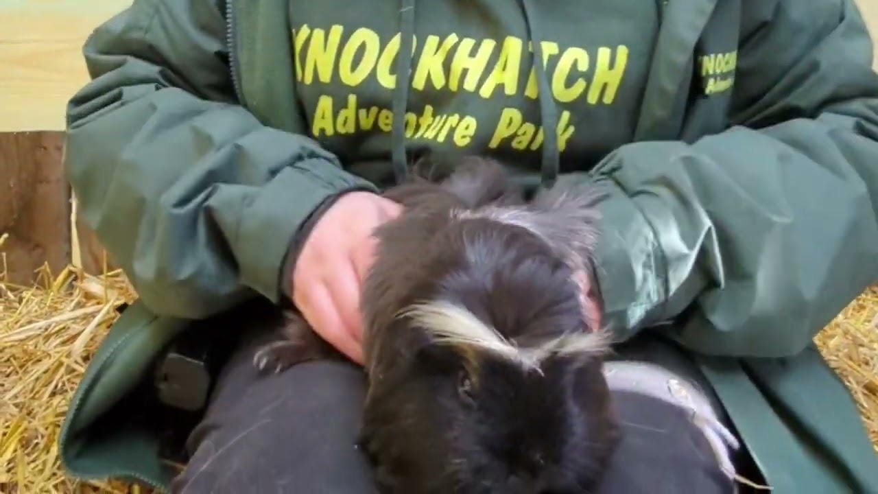 Knockhatch Park and Animal experiences camp - image 4