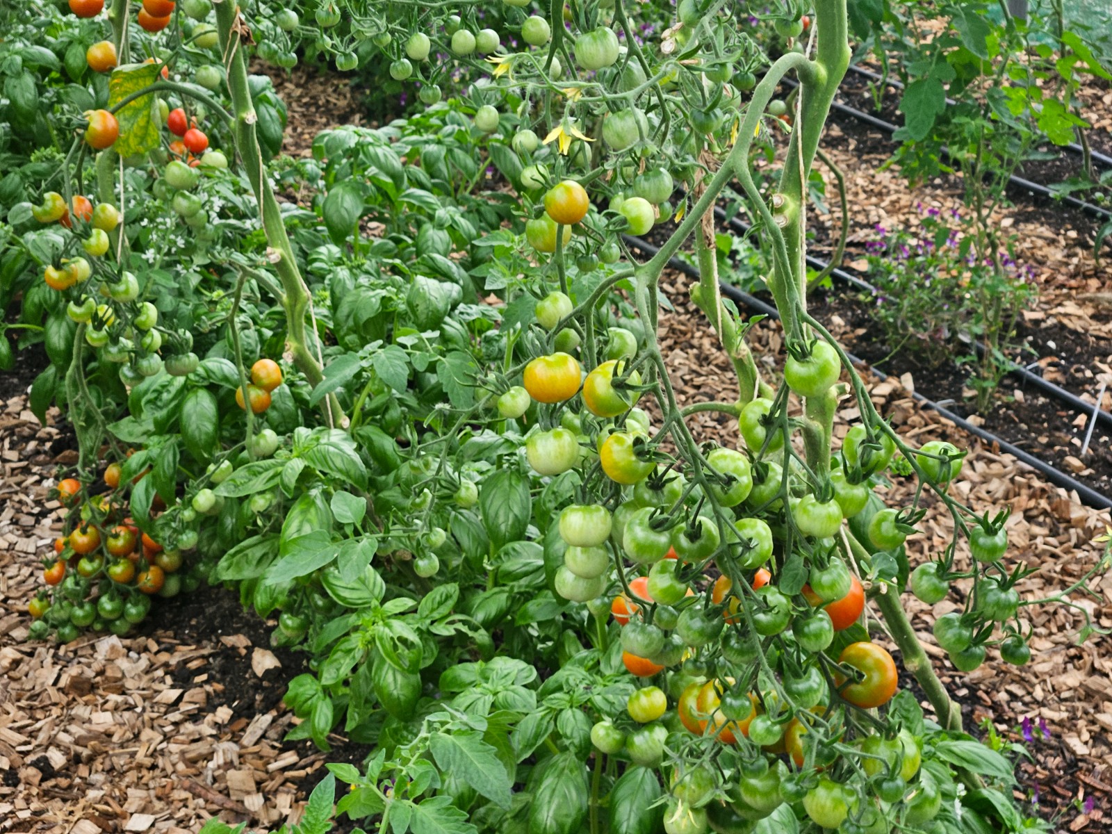 Worthy Earth Gardening Camp - image 7