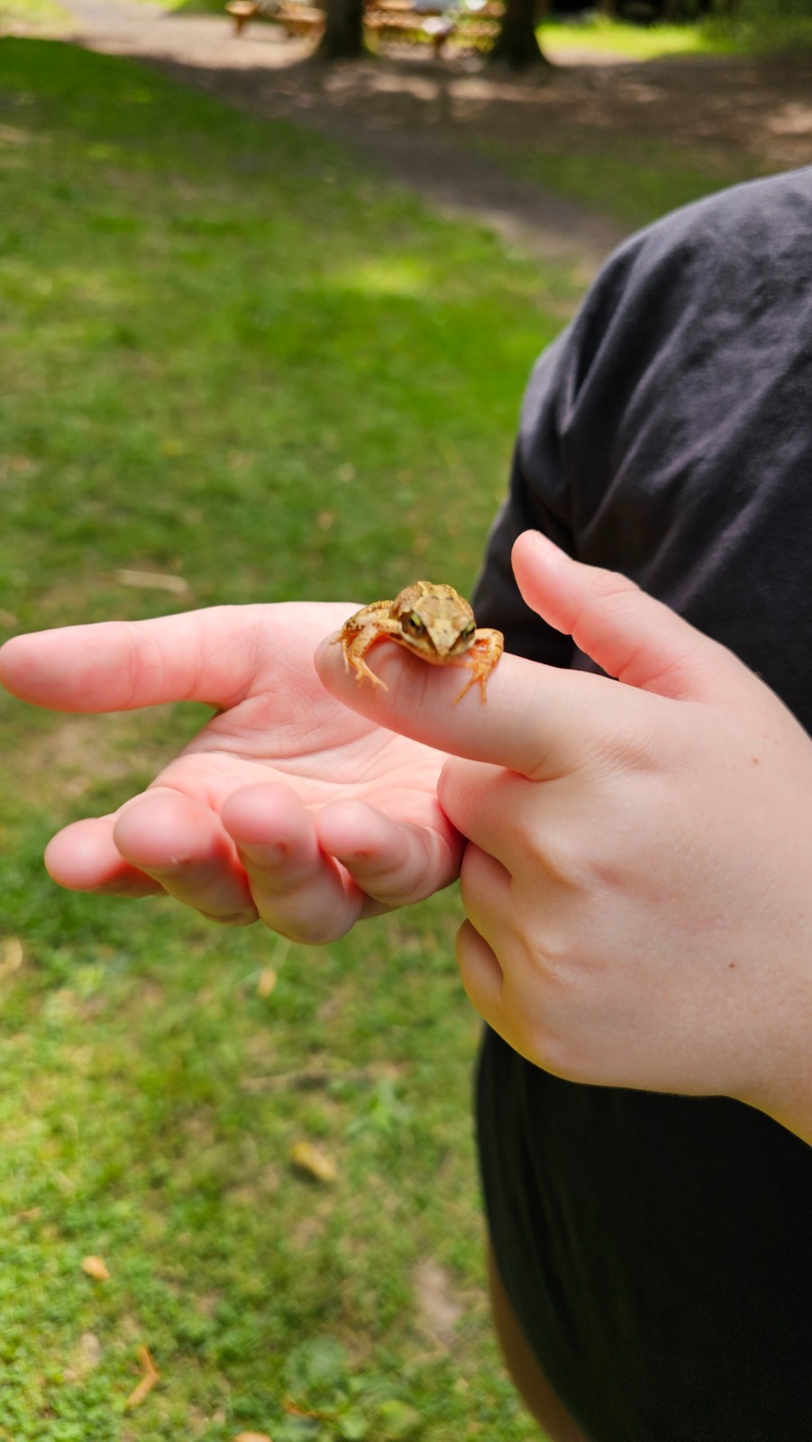 Down In The Forest - Holiday Club - image 6