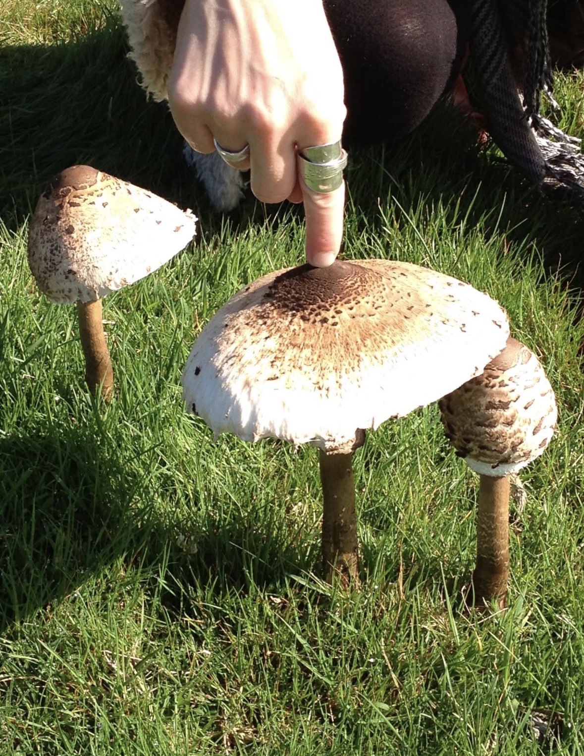 Fungi, Fire and Family Fun! block mentored by Lymley Wood