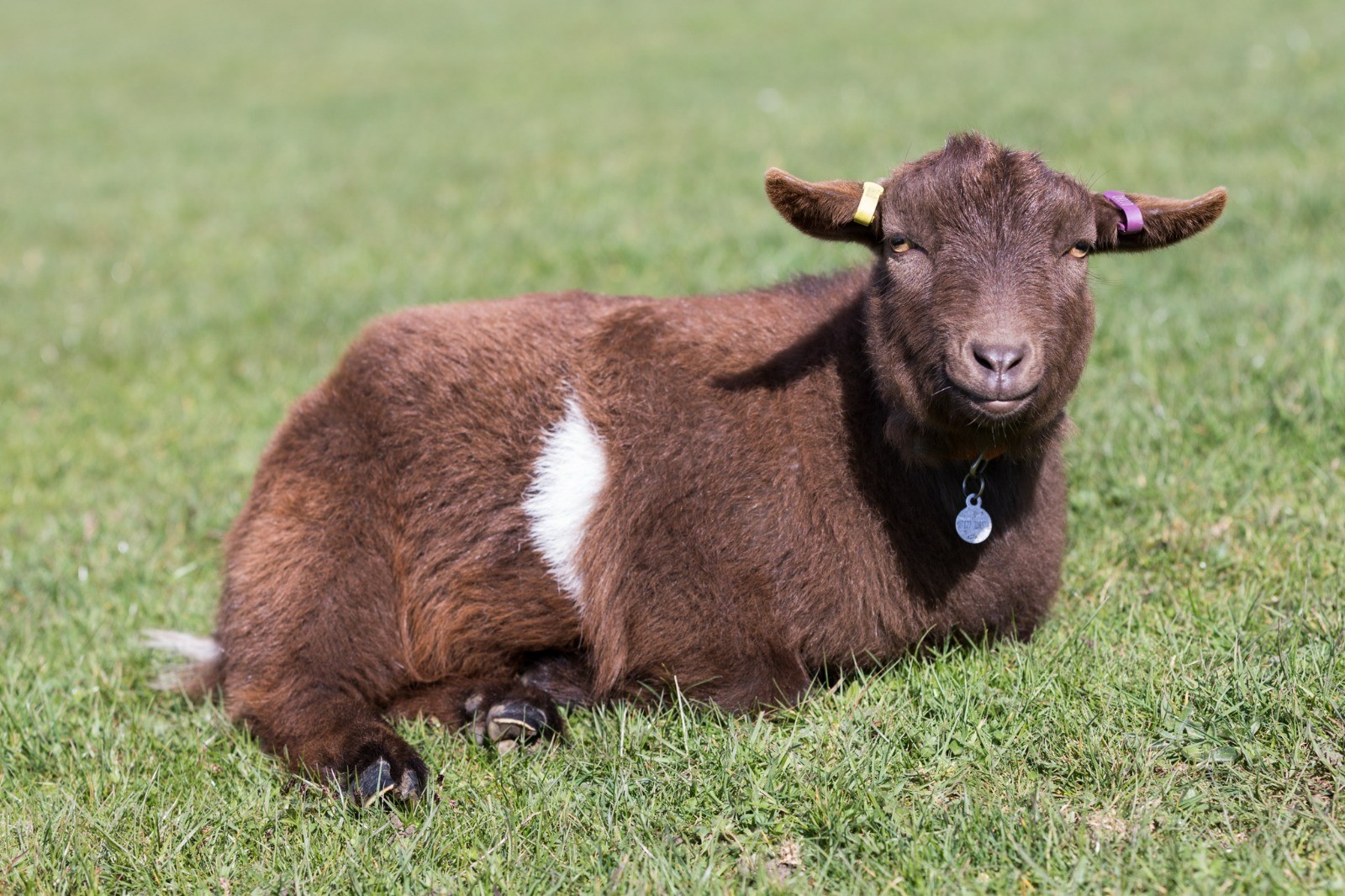 Animal Assisted Interactions in Nature - image 2