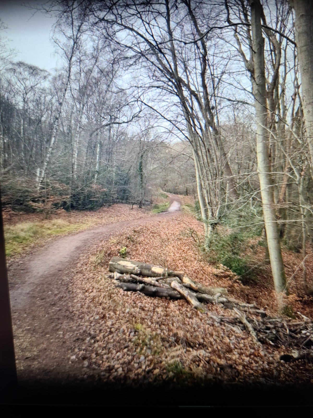 Nexus Trailblazer: A walk in Epping Forest block mentored by The Neurodiversity Family Hub C.I.C.