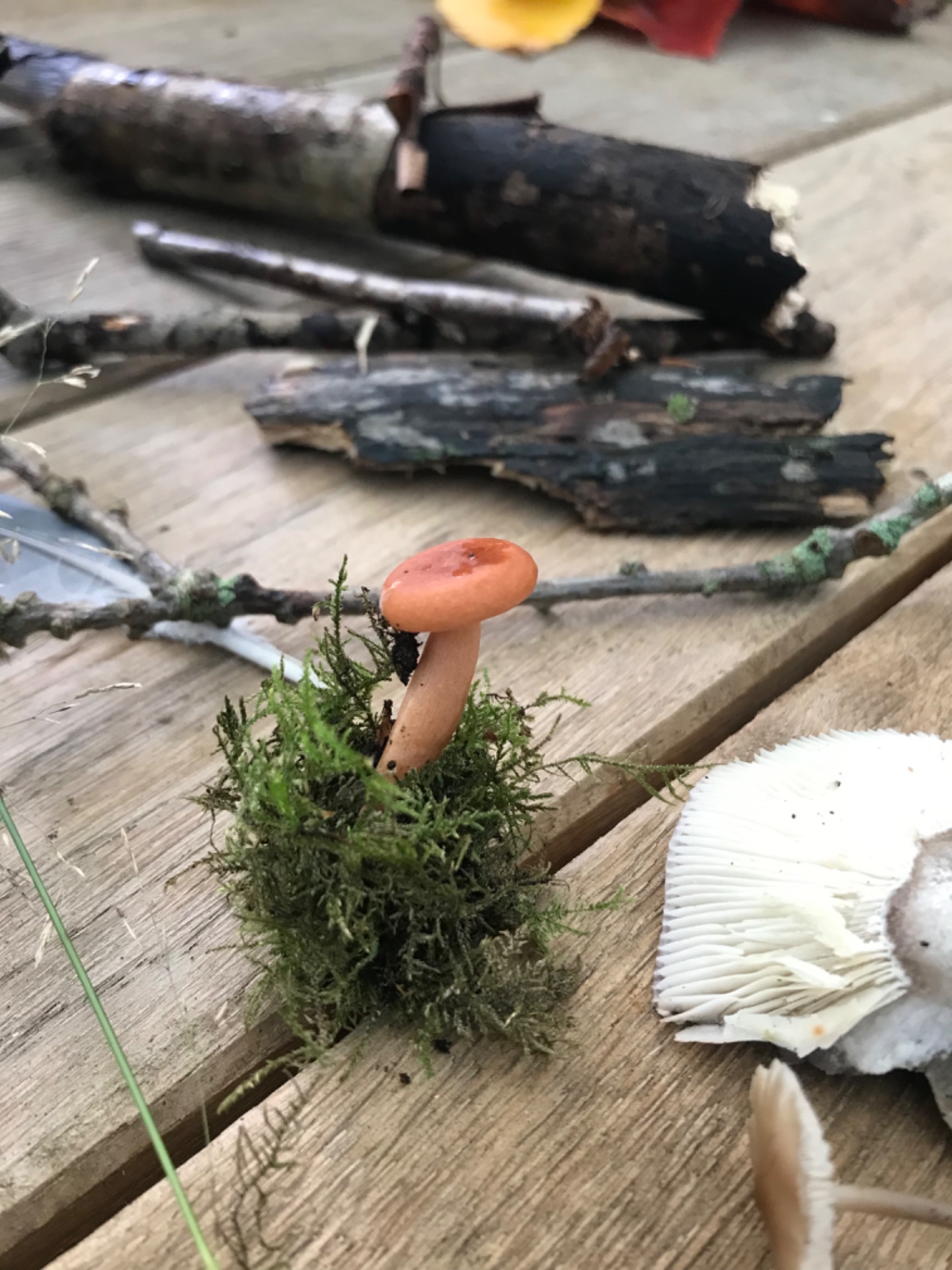 Thornham Walks Forest Bathing - image 7