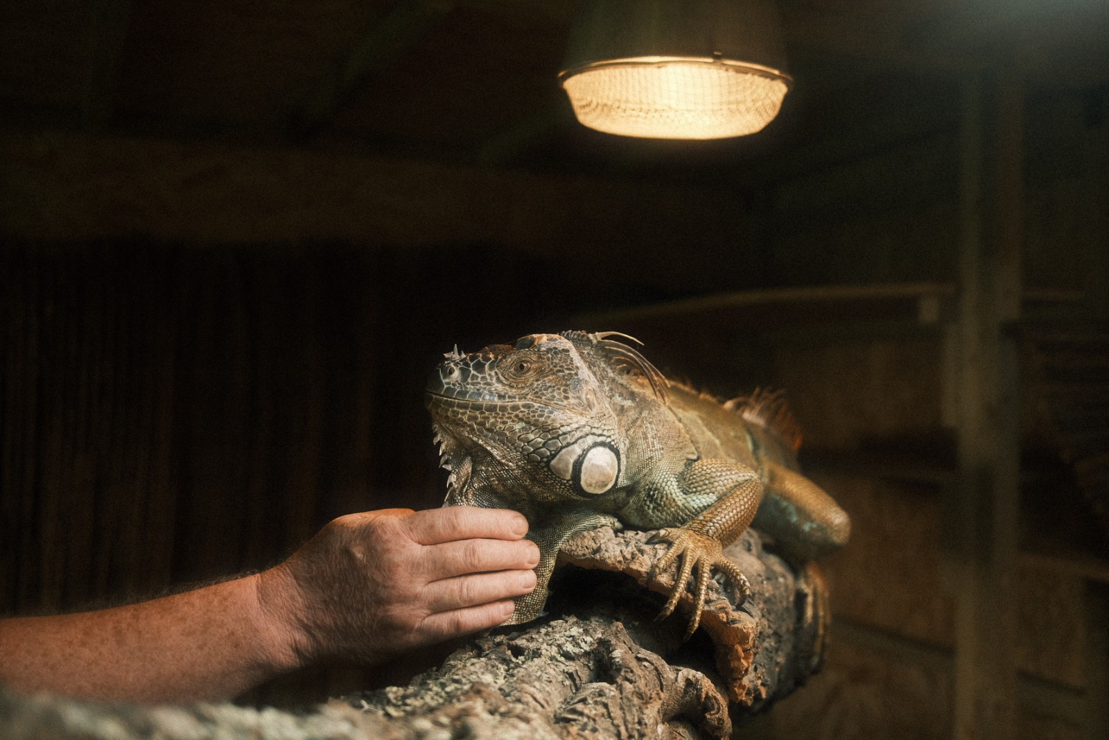 Reptile Ranger Holiday Activities & Food Club - image 6