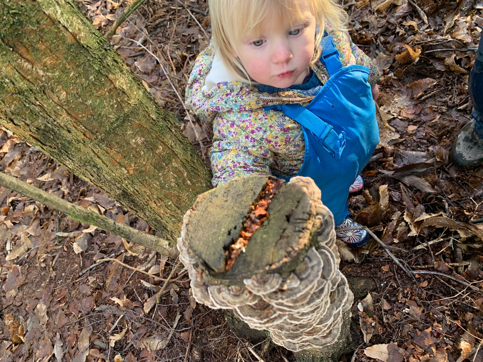 Fungi, Fire and Family Fun! - image 12