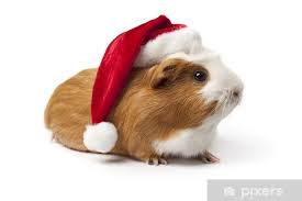 Loseley Fields Furry Friends Stay and Play - image 5