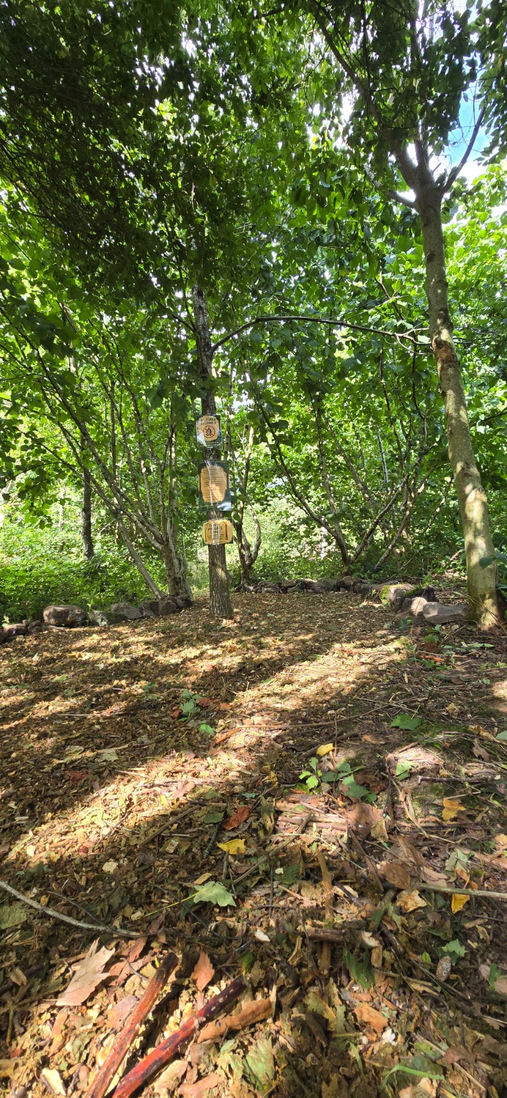 Friday Forest School - image 6
