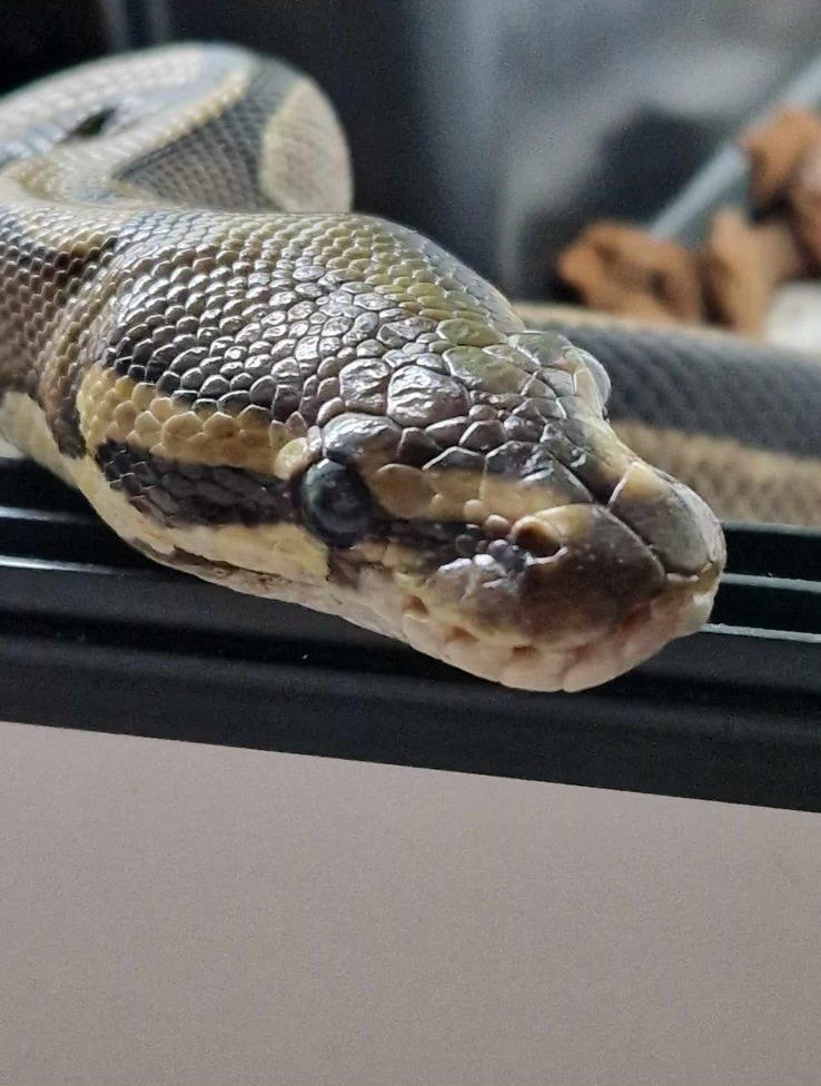 Animal Encounter, Crafts, Nature Camp - image 3