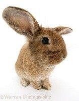 SEND furry friends stay and play Loseley - image 2