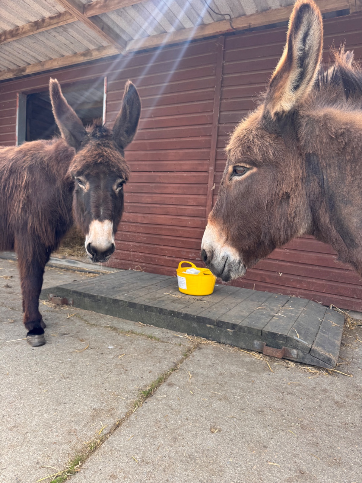 SEND Animal Adventures @ North Ferriby - image 6